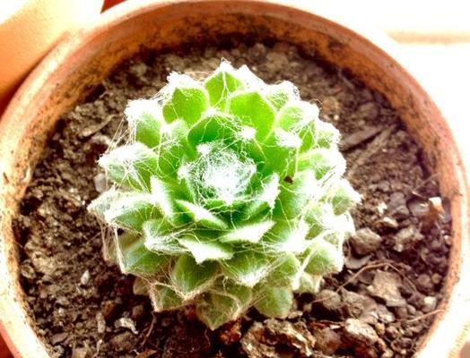 多肉植物的生长环境是什么？在哪些地方条件最适合生长？