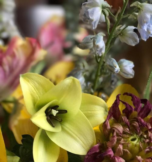 表示无私奉献的花花语是什么？这种花有哪些特点和用途？