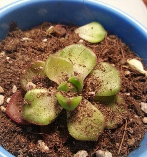 多肉植物掉叶子怎么办？如何正确处理和预防？