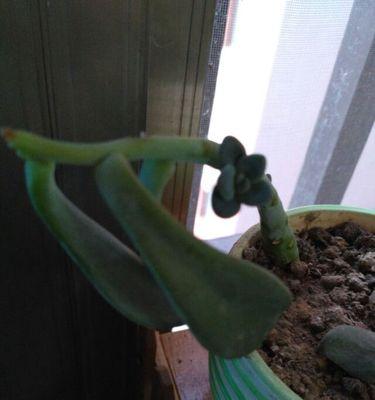 多肉植物掉叶子怎么办？如何正确处理和预防？