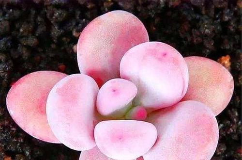 多肉植物品种繁多？如何识别和养护它们？