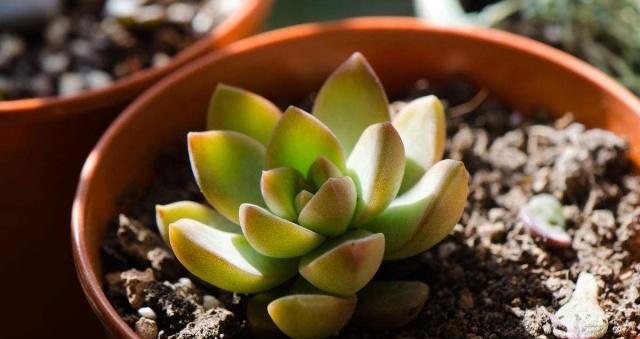 多肉植物品种繁多？如何识别和养护它们？