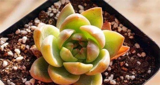 多肉植物多久浇一次水？如何判断浇水时机？
