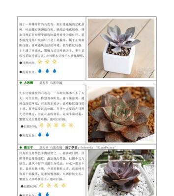 多肉植物多久浇一次水？如何判断浇水时机？