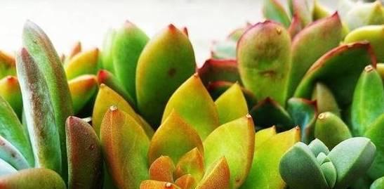 多肉植物多久浇一次水？如何判断浇水时机？