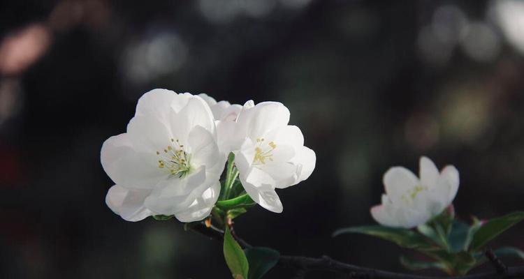 表示娴静的花花语是什么？如何用花表达娴静的情感？