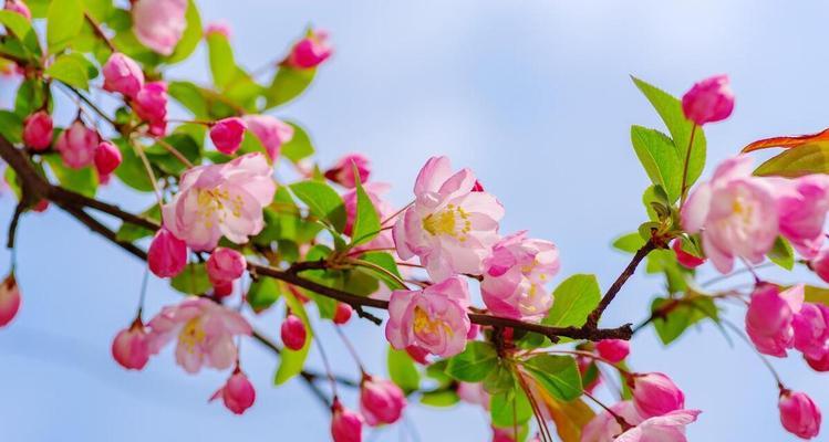 表示娴静的花花语是什么？如何用花表达娴静的情感？