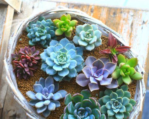 多肉植物应该放在室内还是室外？如何根据环境选择最佳位置？