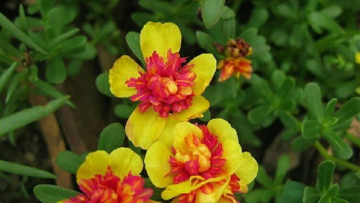 表示相思的花花语是什么？相思的花有哪些含义？