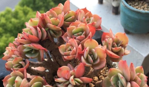多肉植物真的好养活吗？养活技巧和常见问题解答？