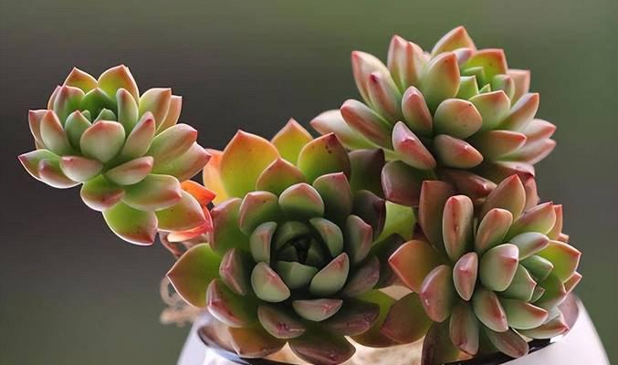 多肉植物真的好养活吗？养活技巧和常见问题解答？