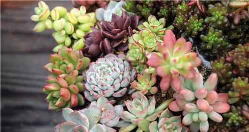 多肉植物好养吗？养殖方法和养护要点是什么？