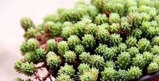 多肉植物好养吗？养殖方法和养护要点是什么？