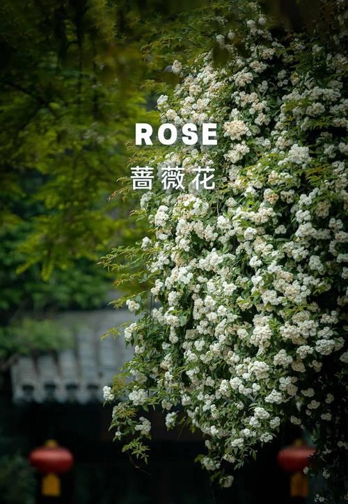 表示邪恶的花花语是什么意思？邪恶的花有哪些特点？
