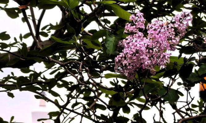 表示邪恶的花花语是什么意思？邪恶的花有哪些特点？