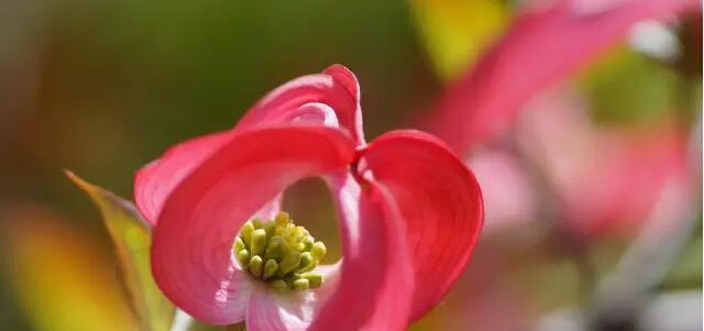表示谢意的花花语是谢意的花？如何选择合适的感谢之花？