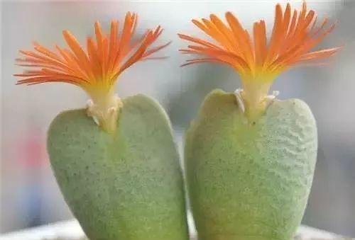 多肉植物会开花吗？它们的花型有哪些特点？