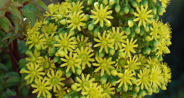 多肉植物会开花吗？它们的花型有哪些特点？