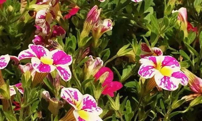 表示心动的花花语是什么？如何用花表达心动的情感？