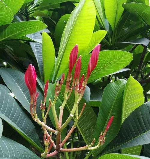 新生的花代表什么意思？如何正确理解新生花的花语含义？