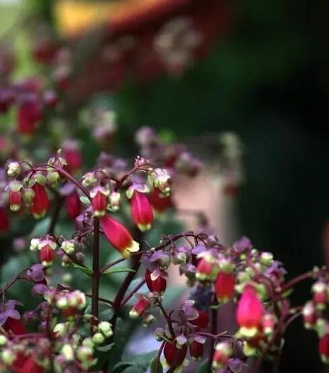 新生的花代表什么意思？如何正确理解新生花的花语含义？