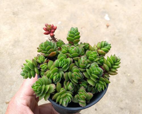 多肉植物真的能吸甲醛吗？有效果吗？