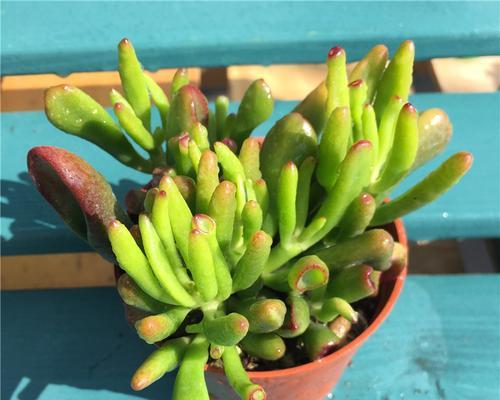 多肉植物真的能吸甲醛吗？有效果吗？