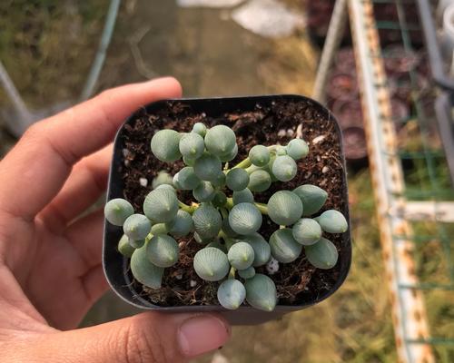 多肉植物真的能吸甲醛吗？有效果吗？