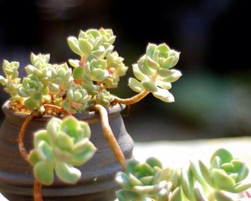 多肉植物烂叶子怎么办？如何有效预防和处理？