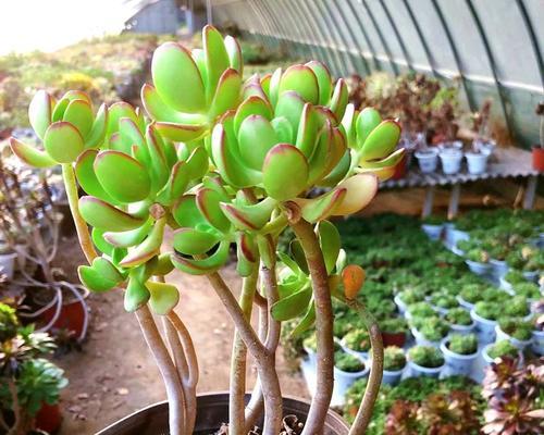 多肉植物耐寒吗？如何在冬季保护多肉植物？