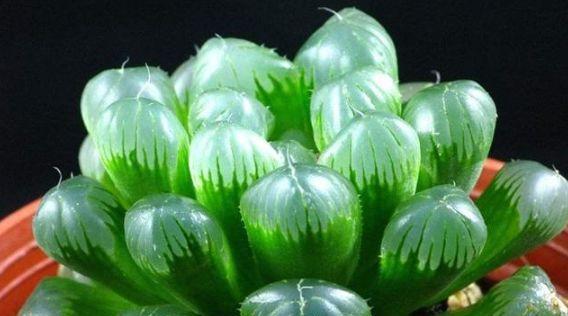 多肉植物耐寒吗？如何在冬季保护多肉植物？