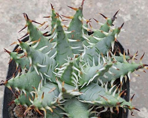 多肉植物耐寒吗？如何在冬季保护多肉植物？