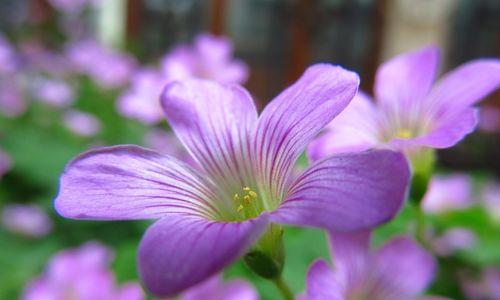 表示幸运的花花语是什么？幸运的花有哪些特点？