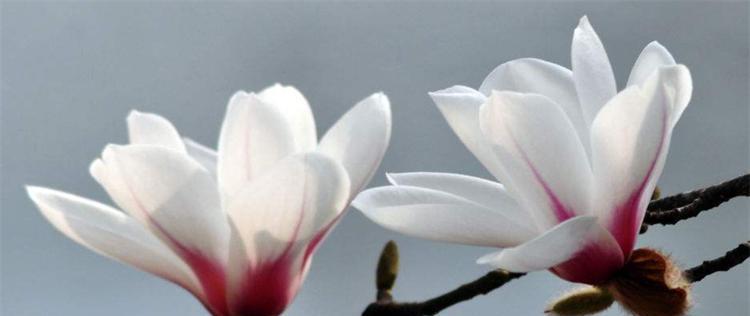 表示英雄的花花语是什么？代表英雄的花有哪些？