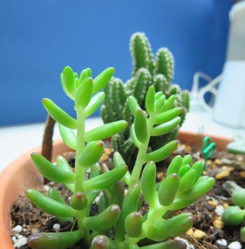 多肉植物能在室内养吗？室内养护多肉植物的常见问题解答