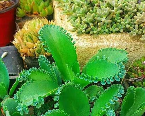 多肉植物能在室内养吗？室内养护多肉植物的常见问题解答
