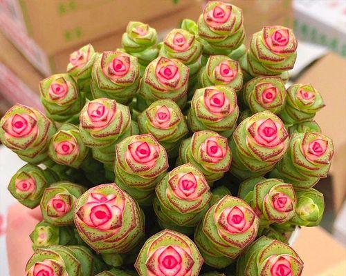 多肉植物能在室内养吗？室内养护多肉植物的常见问题解答