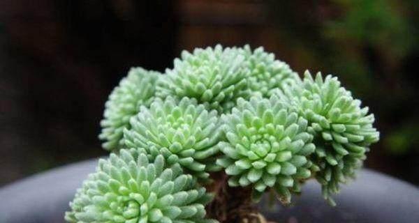 多肉植物怕冷还是怕热？如何正确养护多肉植物？