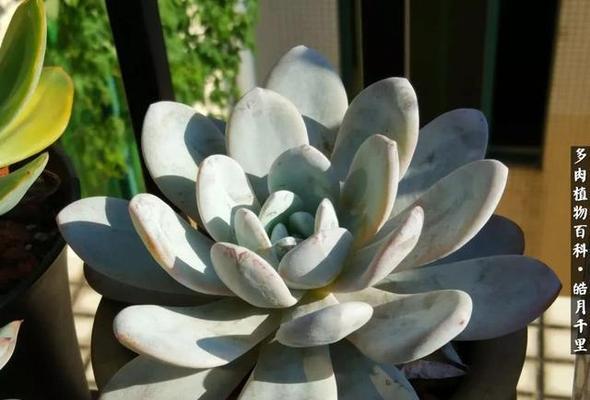 多肉植物怕冷还是怕热？如何正确养护多肉植物？