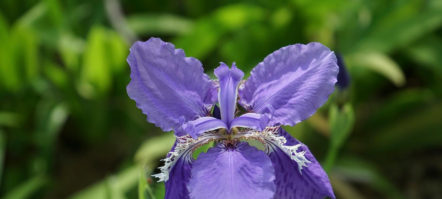 表示勇敢的花花语是什么？勇敢的花有哪些特点？
