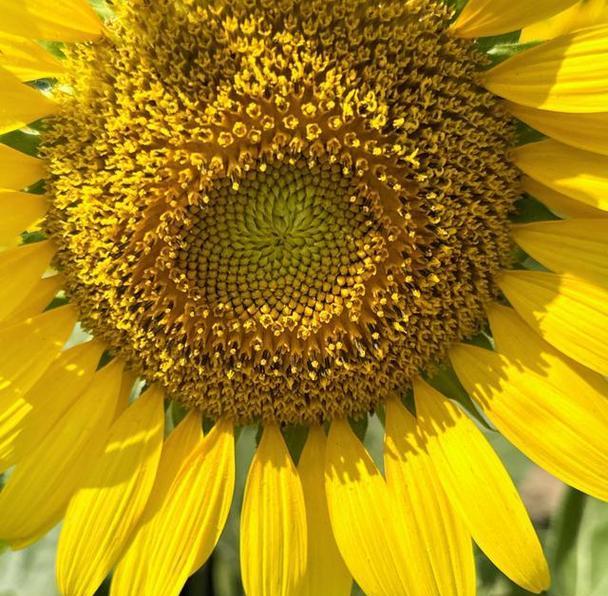 表示勇敢的花花语是什么？勇敢的花有哪些特点？