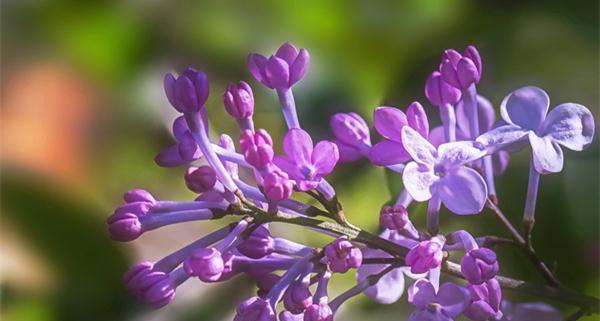 表示忧愁的花有哪些？花语中忧愁的花代表什么含义？