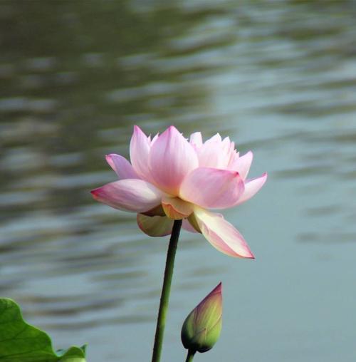 表示忧愁的花有哪些？花语中忧愁的花代表什么含义？
