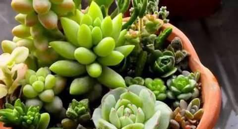 多肉植物配土方法是什么？种植土壤如何选择？