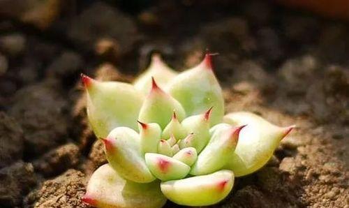 多肉植物配土方法是什么？种植土壤如何选择？