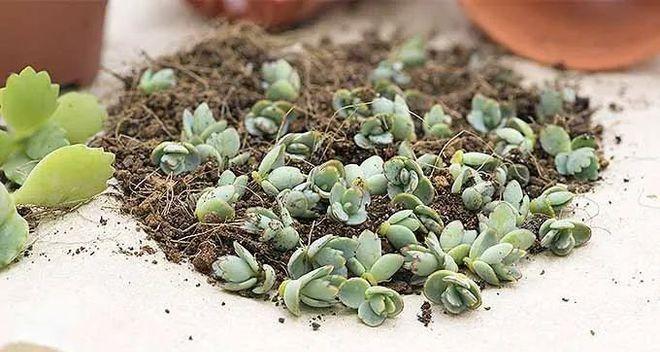 多肉植物扦插繁殖方法是什么？有哪些注意事项？