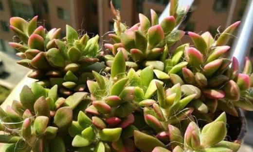 多肉植物播种的最佳时机是什么时候？播种时间如何确定？