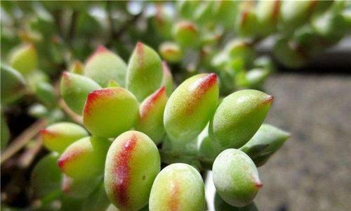多肉植物播种的最佳时机是什么时候？播种时间如何确定？