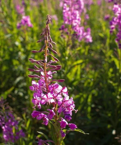 表示忧郁的花花语是什么？为什么这种花象征着忧郁？