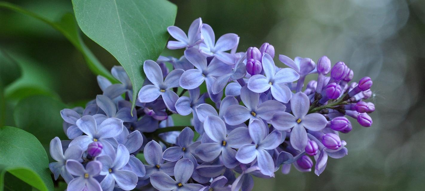 表示忧郁的花花语是什么？为什么这种花象征着忧郁？